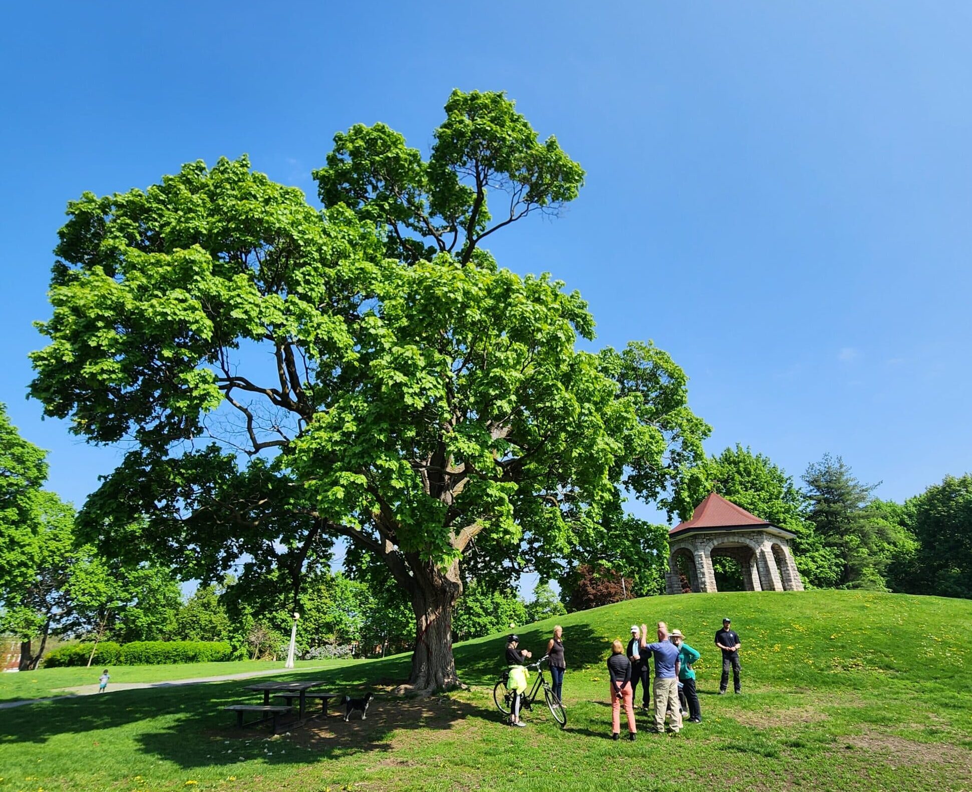Cette photo montre un groupe de personnes debout au pied de l’érable de Norvège situé en bas de la piste de luge dans le parc MacDonald Gardens, par une journée ensoleillée. Le ciel bleu est dégagé, l’herbe et les feuilles des arbres sont vertes. Photo prise par Carina Pogoler lors de la promenade du 16 mai.