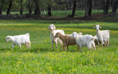 Les chèvres, championnes de l’élimination des espèces envahissantes