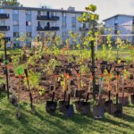 La petite forêt nouvellement plantée à l’école Robert E. Wilson.