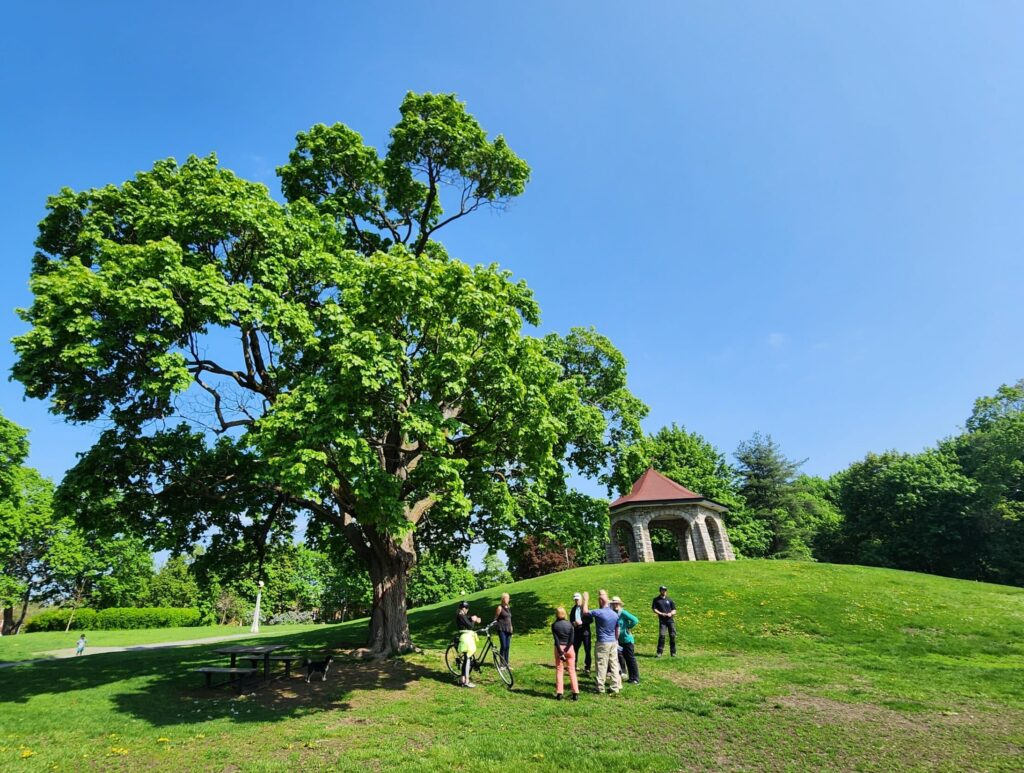 This photo shows a group of people standing at the base of the Norway Maple at the base of the sledding hill in MacDonald Garden’s Park on a bright sunny day. The blue skies are clear and the grass and leaves on the trees are green. Photo taken by Carina Pogoler during the walkabout on May 16th.