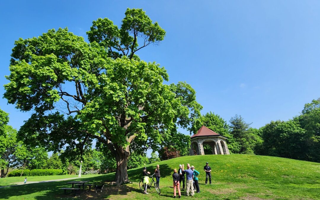 Notice of Tree Removal in MacDonald Gardens Park