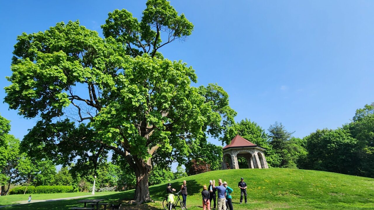 This photo shows a group of people standing at the base of the Norway Maple at the base of the sledding hill in MacDonald Garden’s Park on a bright sunny day. The blue skies are clear and the grass and leaves on the trees are green. Photo taken by Carina Pogoler during the walkabout on May 16th.