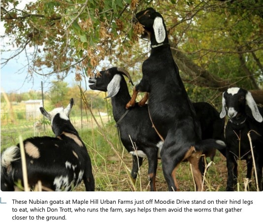 Overgrown Ottawa parks could be saved by grazing goats